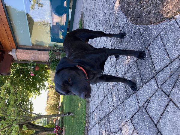 Joey, meticcio 11 mesi, cerca casa Foto 2